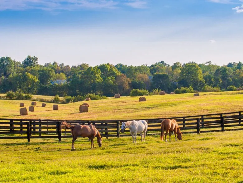 About us at Ingrained Recovery: concept image shows horses grazing in a field