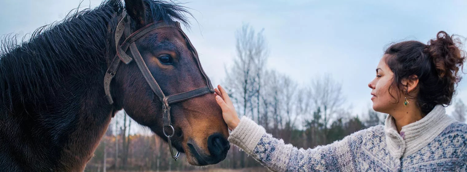 Equine therapy Used in Cocaine Addiction Treatment