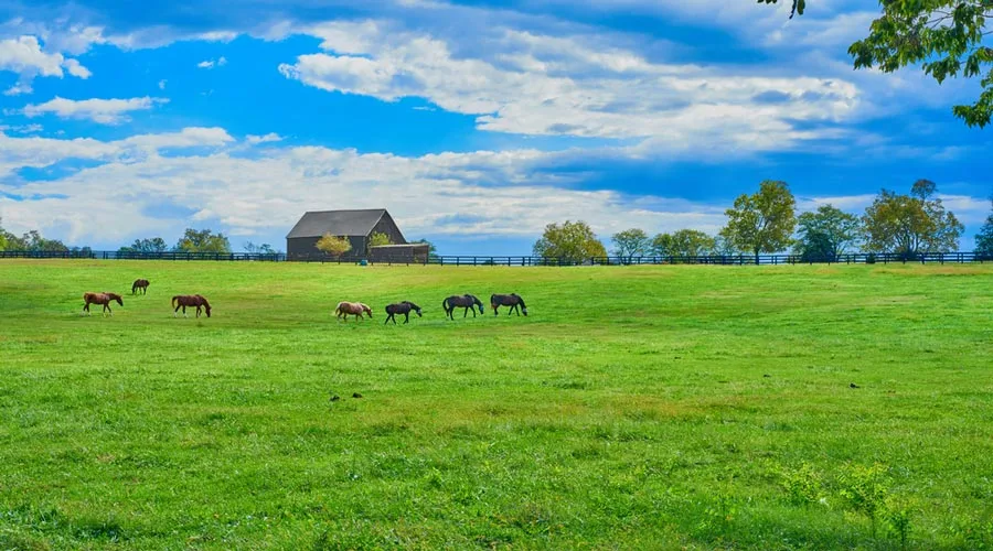Concept image shows horses grazing in a field