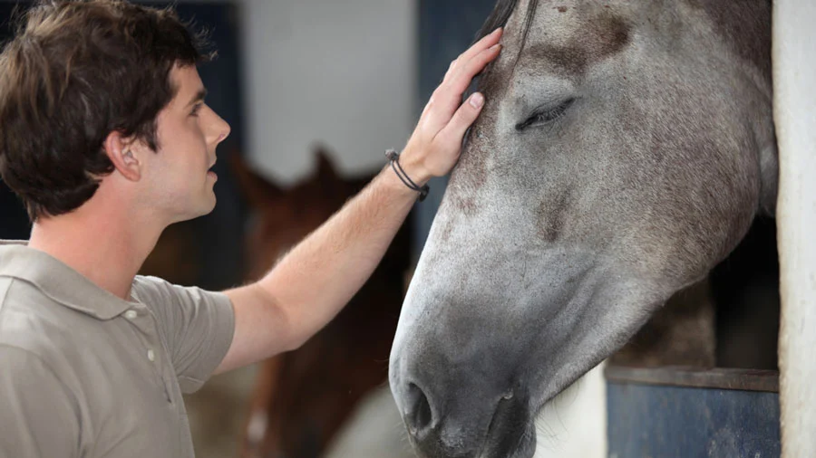 Equine Assisted Psychotherapy