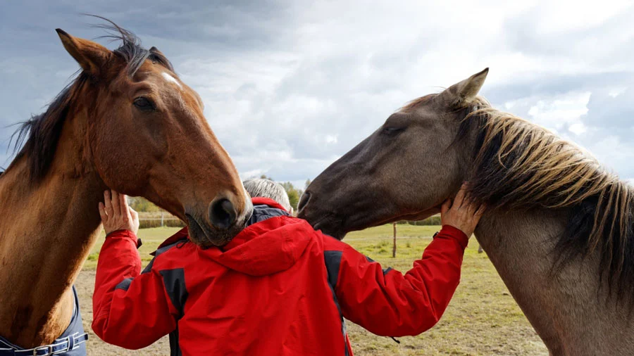  Equine Therapy Programs