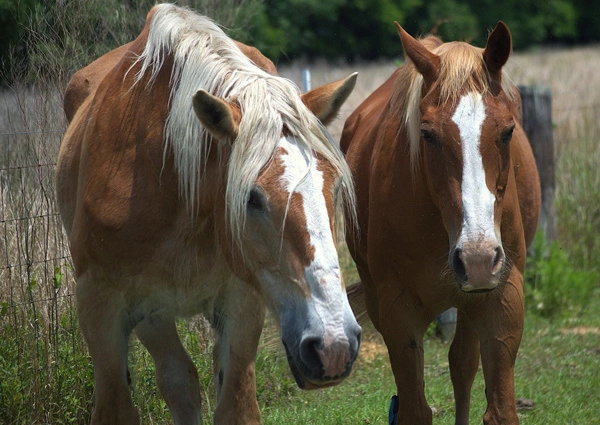 Equine Assisted Therapy at Ingrained Recovery