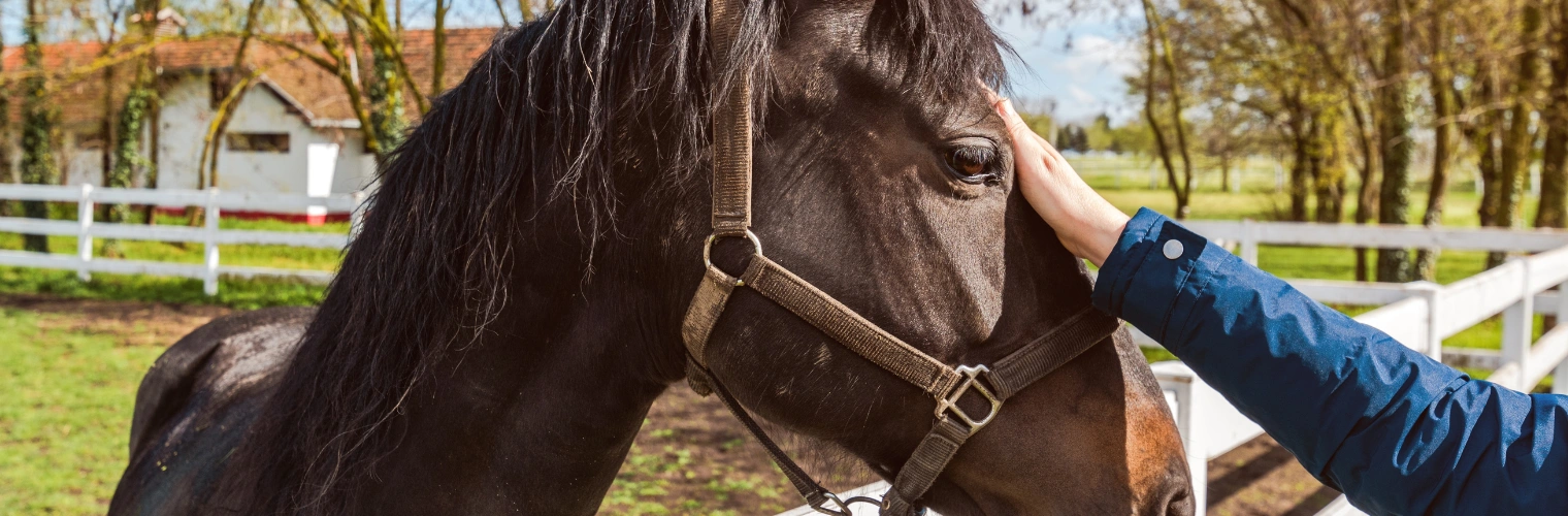 Image of a man's hand on a horse's upper face - Hippotherapy vs Equine Therapy - Ingrained Recovery