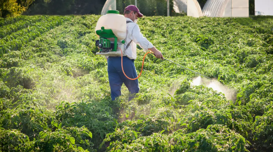 Image of a farm worker spraying green crops with a motorized backpack sprayer, illustrating a scenario of potential agricultural pesticide or organophosphate exposure