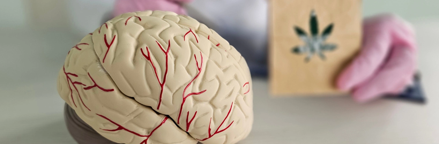 Image of a human brain and nervous system illustration representing the effects of THC on the body during a greening out episode How Long Does Greening Out Last? A Real World Resource from Ingrained Recovery